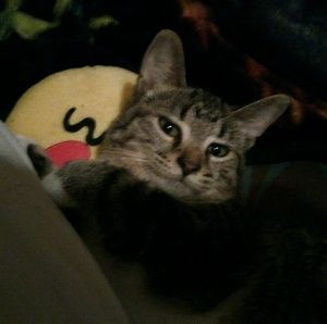 Meet your Posher, Georgiana